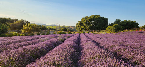 Lavender Essential Oil - Bulgaria