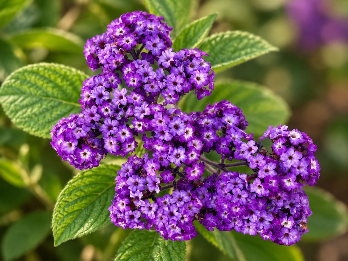 Purple heliotrope flowers in bloom with vibrant green leaves