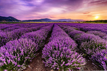 Natural Perfume-Making Workshop at Santa Rita Hills Lavender Farm