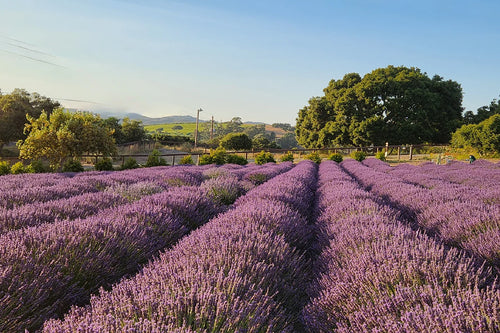 Lavender Essential Oil - Bulgaria