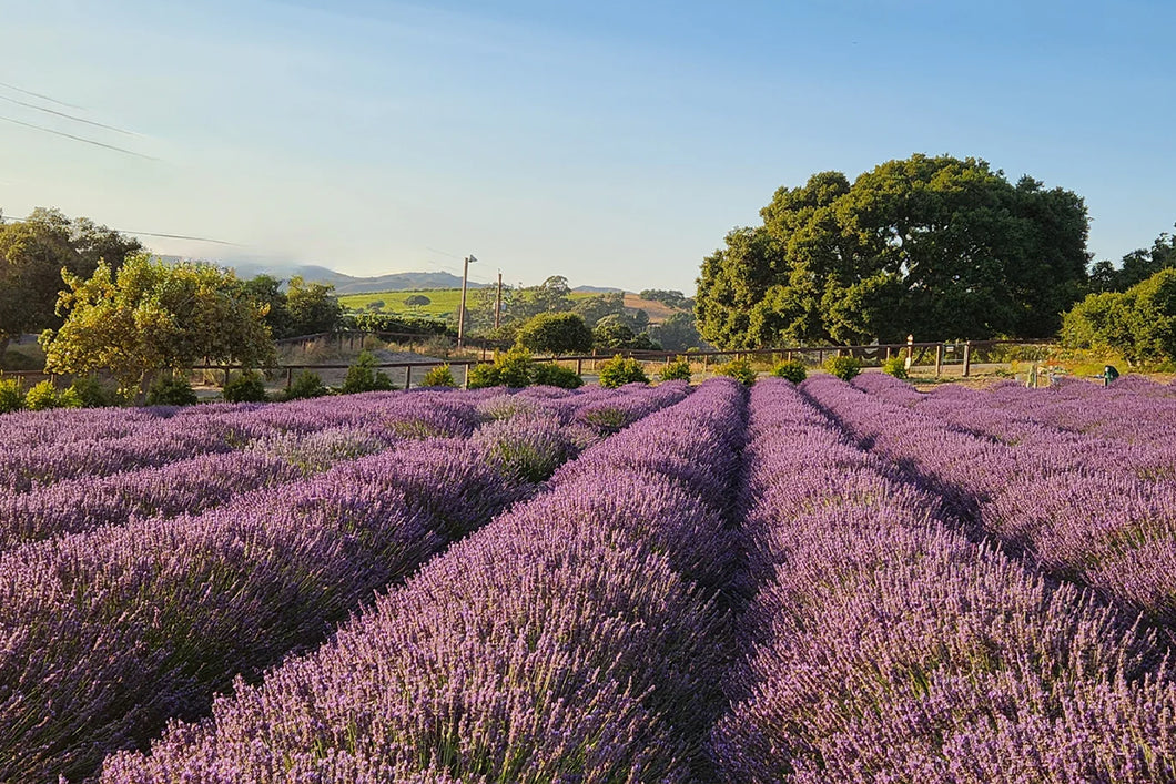 Lavender Essential Oil - Bulgaria